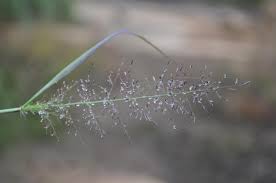 Image result for Eragrostis tenuifolia