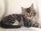 Purebred | Adopt Cats & Kittens Locally in Alberta ...