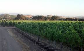 Image result for Grangea zambesiaca