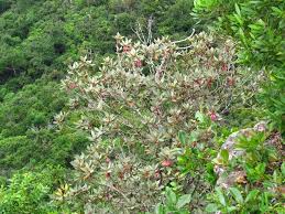 Image result for Laurembergia tetrandra