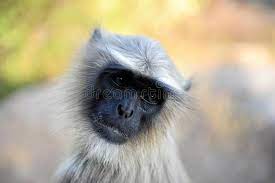 Baimao hou (white monkey) tea leaves. 203 Gray Hair Monkey Close Up Photos Free Royalty Free Stock Photos From Dreamstime