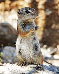 Their burrowing and feeding activity can be disruptive, annoying, damaging to landscape and garden plants, and even hazardous to human health. Squirrels And Chipmunks Of Saguaro National Park Saguaro National Park U S National Park Service