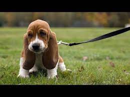 Its movement is humorous looking and slow. 60 Seconds Of Cute Basset Hound Puppies Youtube