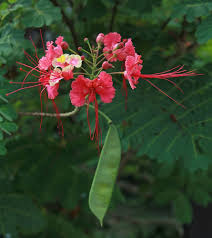 Image result for Caesalpinia
