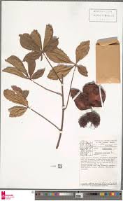 Image result for Cassipourea ruwensorensis