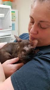 We have just said goodbye to Little Miss as she was checked into the  Jetpets Cat lounge for her long trip to her new home in Cairns. Have to say  I'm somewhat