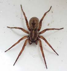 Why is that response to. The Australian Wolf Spider Is It Dangerous