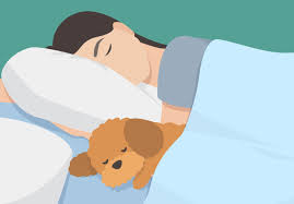 Viele der genannten vorteile sind emotionaler natur. Hund Im Bett Ja Oder Nein Matratzenwissen De