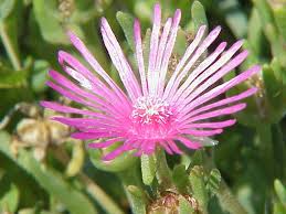 Image result for Delosperma tradescantioides