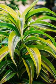 Image result for Dracaenaceae