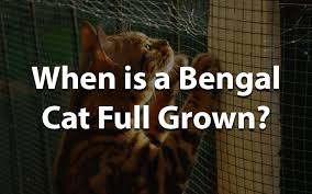The bengal cat is a domesticated cat breed created from hybrids of domestic cats, especially the spotted egyptian mau, with the asian leopard cat (prionailurus bengalensis). When Is A Bengal Cat Full Grown Bengal Cat Club