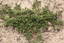 Image result for Zaleya