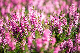 Maybe you would like to learn more about one of these? Salvia Blooming In The Garden Pink Colour Flowers Light And Shadow Blurred And Bokeh Background Selective Focus Stock Photo Picture And Royalty Free Image Image 129726929