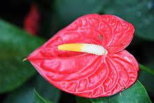 Anthurium Andraeanum Wikiwand
