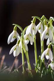 Snowdrop Flower Location Best Flower Wallpaper