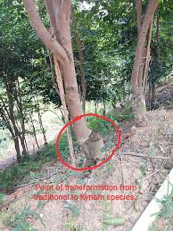 Agarwood is the fragrant pitch imbued wood got from the injured trees of aquilaria species. Plantation Gaharu æ²‰é¦™ Agarwood