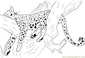 Free printable cheetah coloring pages. Cheetah Sleeping Coloring Page For Kids Free Cheetah Printable Coloring Pages Online For Kids Coloringpages101 Com Coloring Pages For Kids