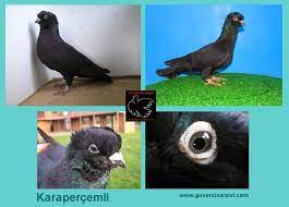guvercin irklari filo ucuculari fotograflar animals pigeon bird