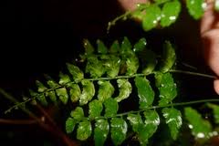 Image result for Elaphoglossum macropodium