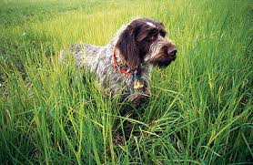 Wirehaired pointing griffon · camas, wa. Wirehaired Pointing Griffon