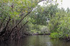 Find everglades national park, homestead, florida, united states, ratings, photos, prices, expert advice, traveler reviews and tips, and more information from condé nast traveler. Everglades National Park Alligators Everywhere Op Reis Met Co