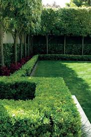 Garden Pleached Titoki Layering Lawn Hedge Tall Thin Trees Hedge Wall Works So Well Courtyard Gardens Design Garden Hedges Outdoor Landscaping