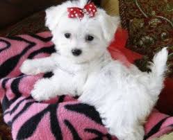Never from a puppy mill. Teacup Maltese Puppies For Adoption Tampa Fl Free Classifieds In Usa