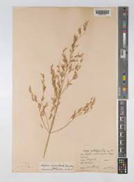 Image result for Thunbergianthus ruwenzoriensis