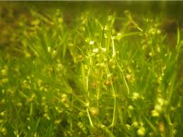 Image result for Callitriche