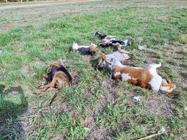 Cães são encontrados mortos e com marcas de tiros em cidade da Bahia | G1