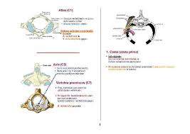 Tıp terimlerinden malleolus medialis nedir? Humerus Kemikler Tuberculum Majus Rotator Cuff Kaslarindan
