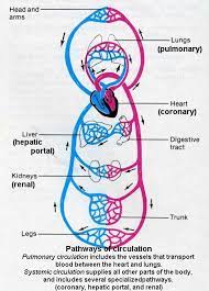 Untitled Document Coronary Circulation Circulation Pulmonary