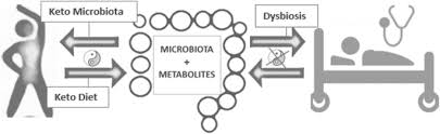 Most people's digestive systems aren't optimized for a high fat. Keto Microbiota A Powerful Contributor To Host Disease Recovery Springerlink