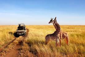 Best value safari lodge for honeymooners. Kenya Or Tanzania The Safari Debate Wanted In Africa