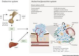 Human growth hormone (also known as hgh, somatropin, nutrobal, nutropin) is a peptide hormone which stimulates growth on the cellular level. Tumour Derived Human Growth Hormone As A Therapeutic Target In Oncology Trends In Endocrinology Metabolism