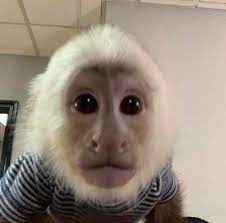 Monkey pictures baby animals pictures cute little animals cute funny animals capuchin toby our baby capuchin monkey is very happy with his designer lizard hoodie!! Cute Capuchin Baby Capuchin Monkey Rescue And Rehoming Facebook