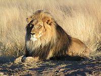 Maybe you would like to learn more about one of these? Big Five Game Wikipedia