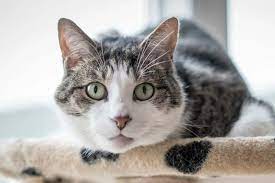 Cats and autistic behavior could my cat be autistic? Does My Cat Have Autism Traveling With Your Cat