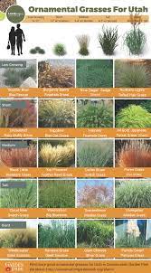 Ornamental Grasses Size Guide Ornamental Grass Landscape Grasses Landscaping Ornamental Grasses