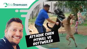 Bienvenue sur ce site 100% zoophilie rempli de scènes de baise avec des animaux et des salopes zoophile bien chaudes. Pitbull Baise Une Femme Videos Rencontre Trans Beziers