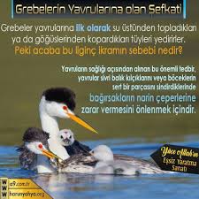 Esra Toprak Adli Kullanicinin Allah Mukemmel Yaratiyor Panosundaki Pin Yaya Pekin Gogus