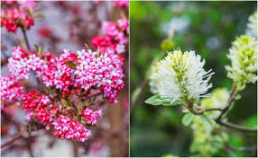 Maybe you would like to learn more about one of these? 8 Early Spring Flowering Shrubs To Wake Up Your Backyard