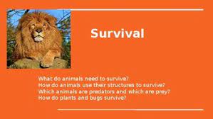 Here are a few animal offspring that will take the lives of other animals to ensure their own survival. Teaching Animal Survival Predators And Prey By Kristy S Corner Tpt