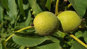 Image result for Juglandaceae