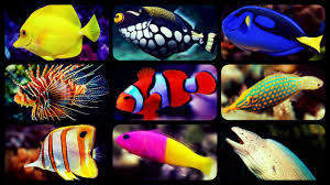Chewy.com has been visited by 100k+ users in the past month Types Of Saltwater Aquarium Fish Coral Reef Tank Fish Sharks Puffers Clownfish Youtube