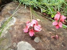 Image result for Indigofera hedyantha