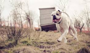 Bulldog haven nw's adoption process adoption fees for our dogs are based on the breed, health, age, and behavioral status of that dog. American Bulldog Breed Information