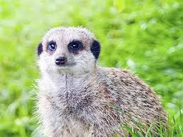 Image result for Meerkat Jigsaw Puzzle