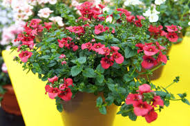 Image result for ostruhatka