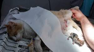 Ruyada Kedi Kopek Saldirisina Ugramak Ruyandagor Com